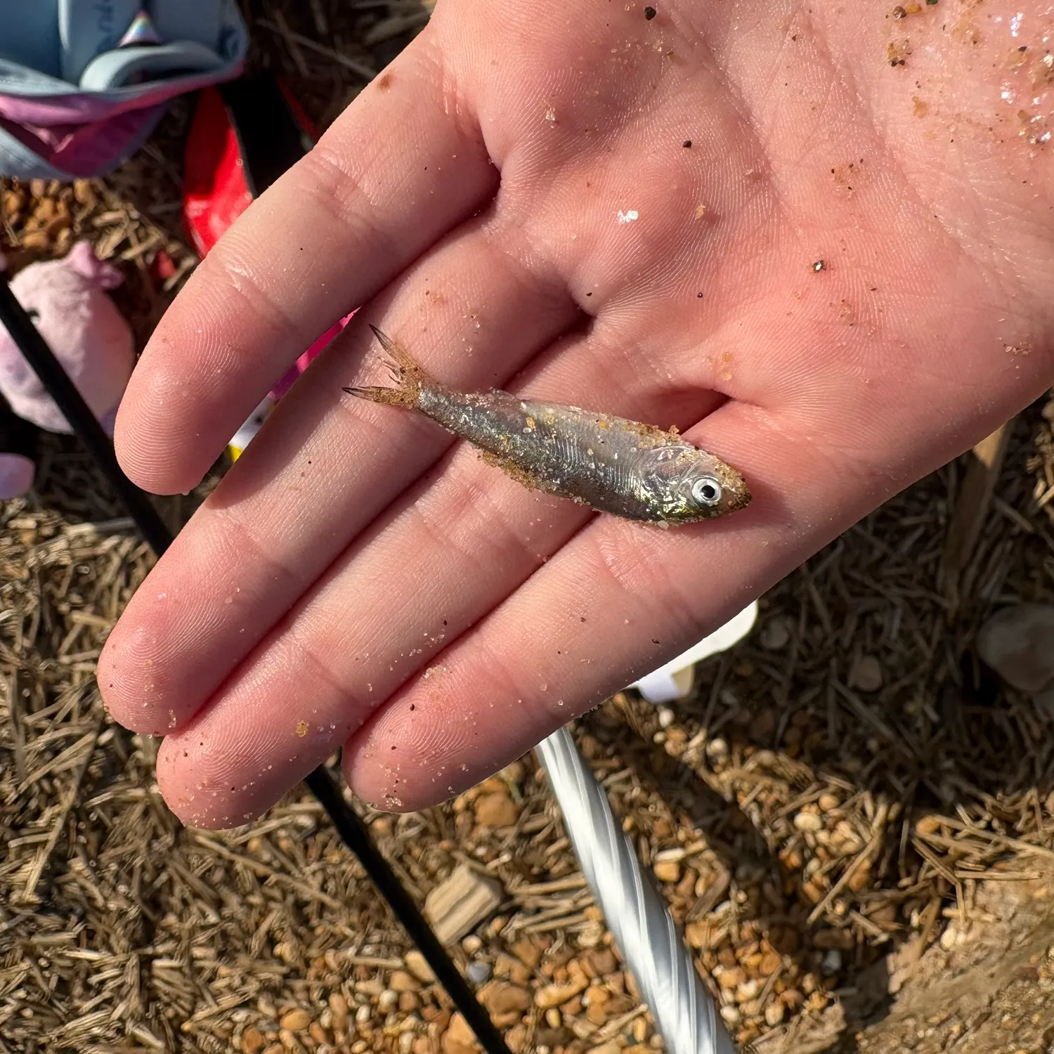The most recent Gulf menhaden catches on Fishbrain