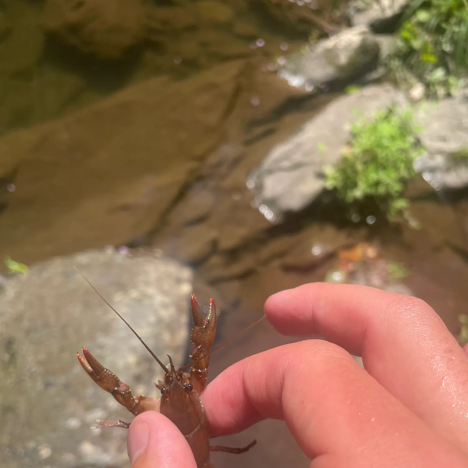 The most recent Appalachian brook crayfish catches on Fishbrain