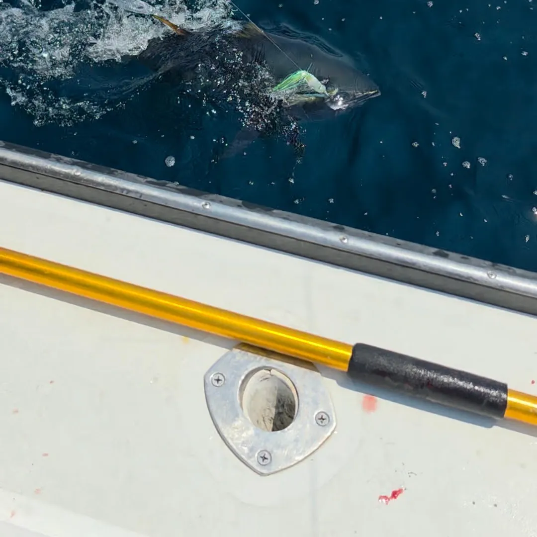 The most recent Yellowfin tuna catches on Fishbrain