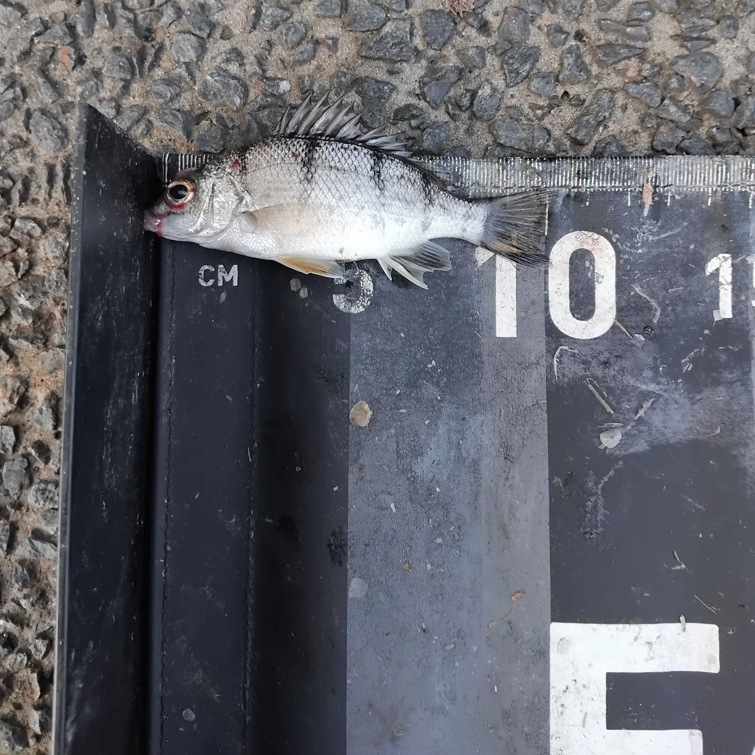 The most popular recent Barred grunt catch on Fishbrain