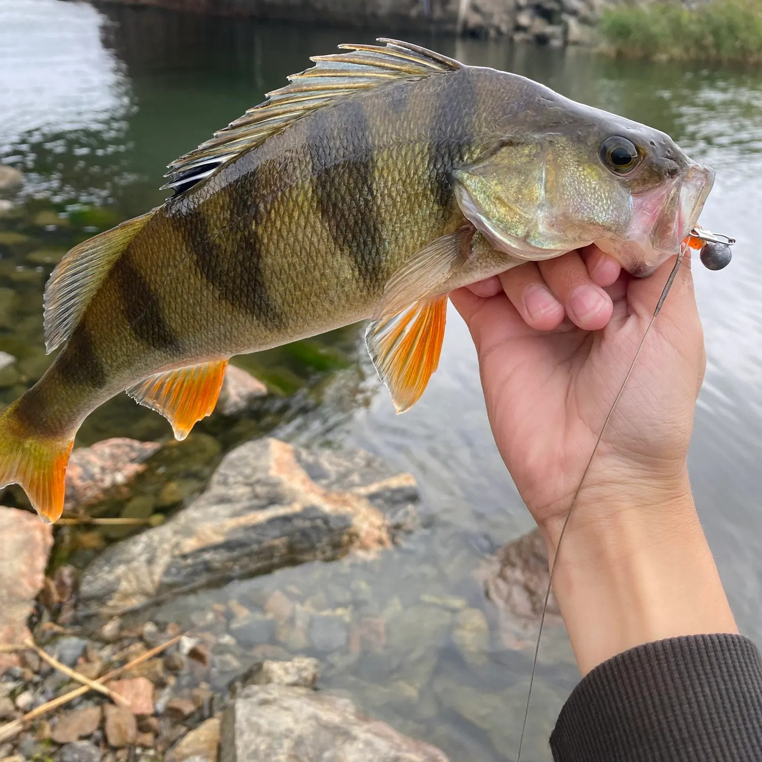 European perch caught on Fishbrain