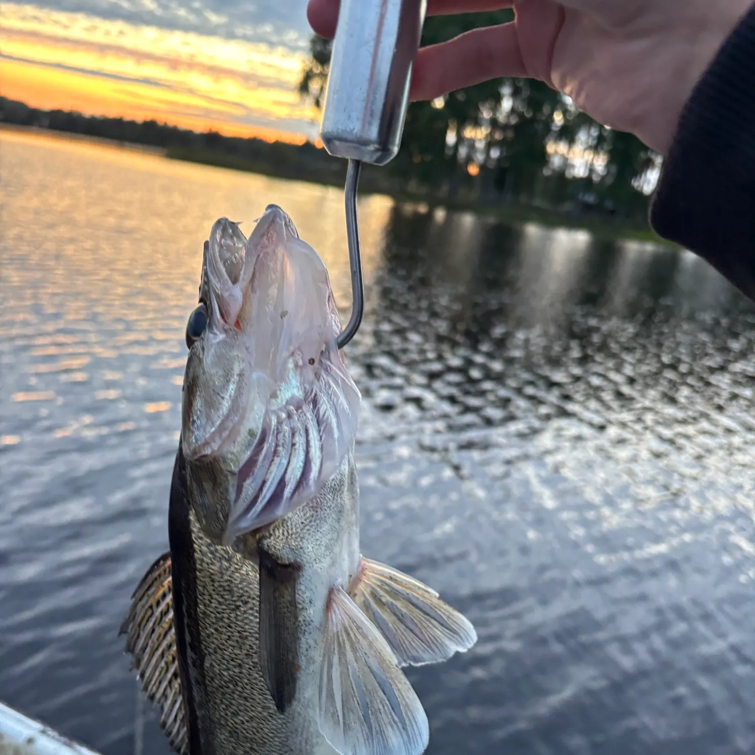 The most recent Zander catches on Fishbrain