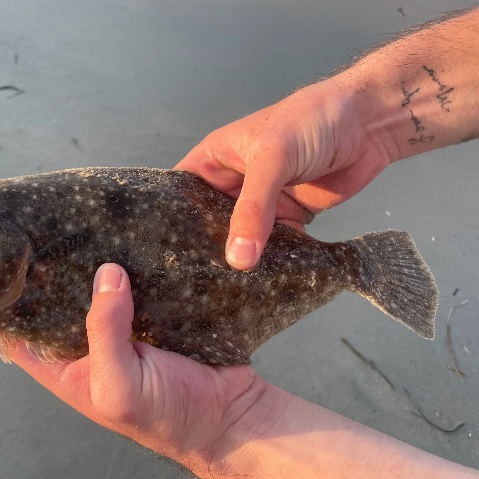 The most recent Summer flounder catches on Fishbrain