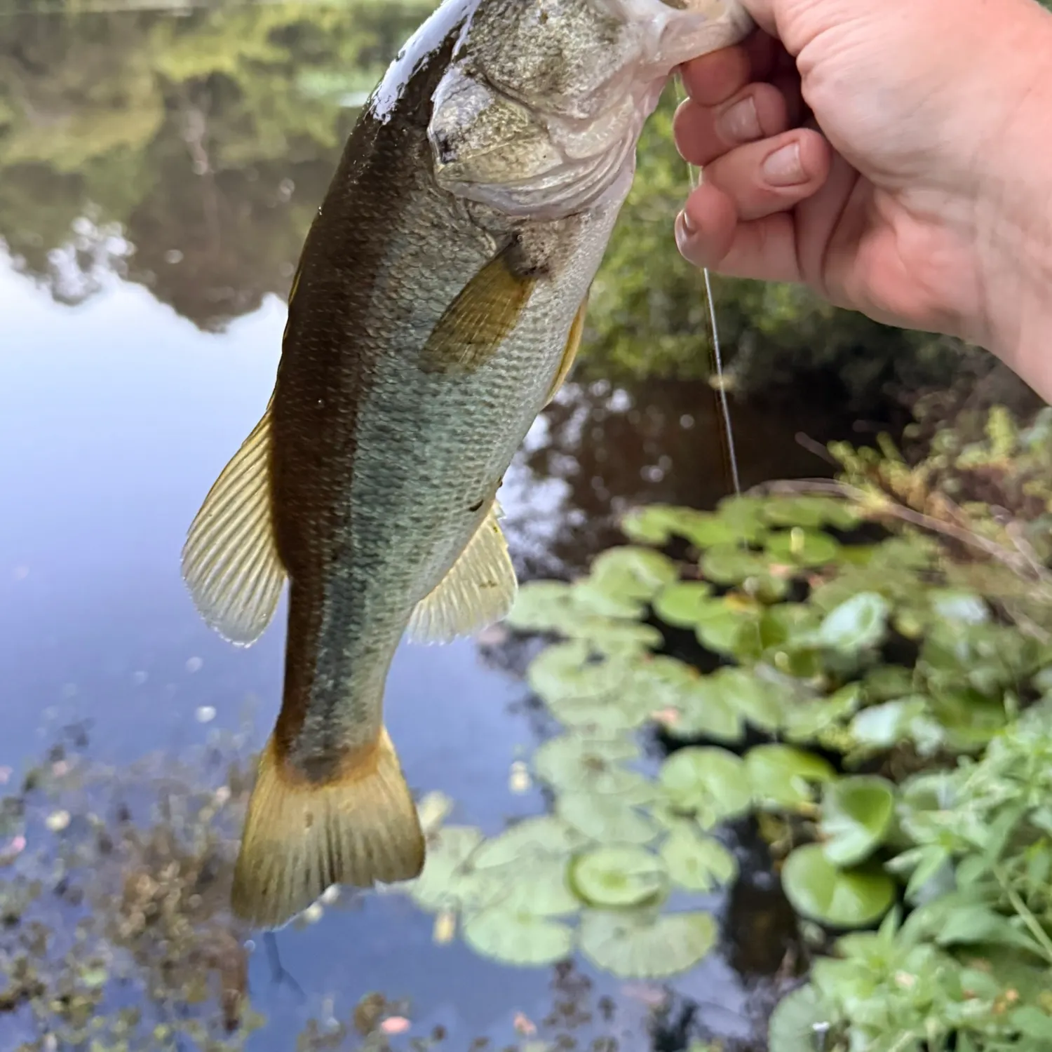 Largemouth bass caught on Fishbrain