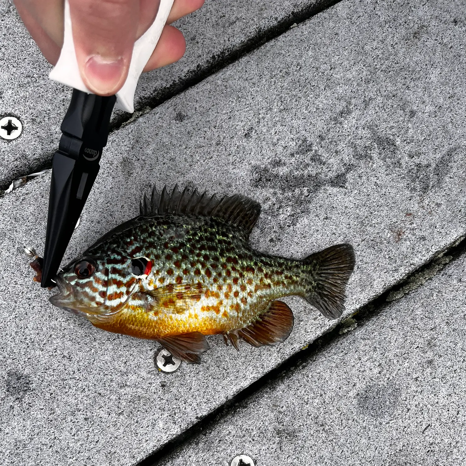 recently logged catches