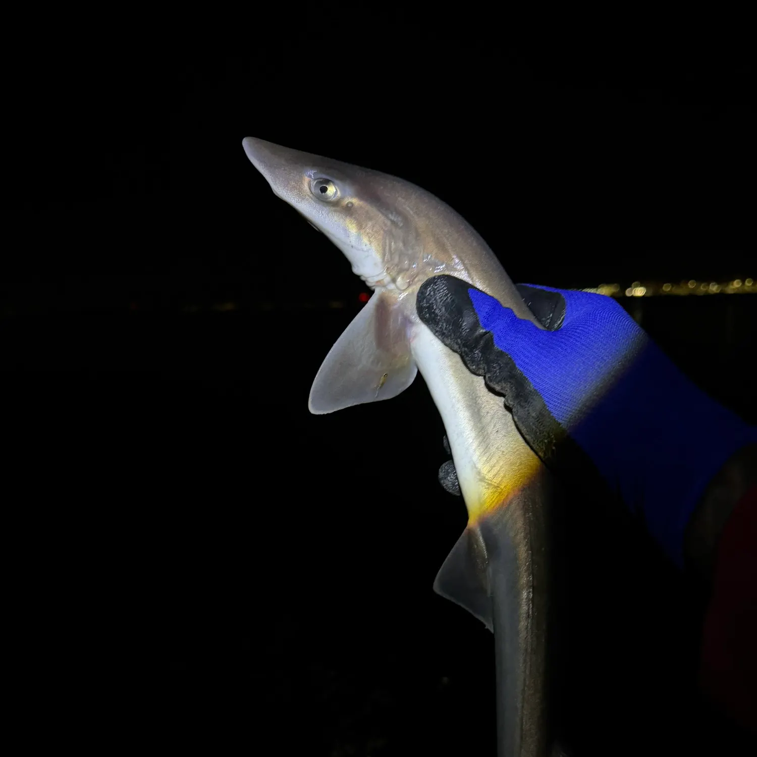 Grey smooth-hound caught on Fishbrain