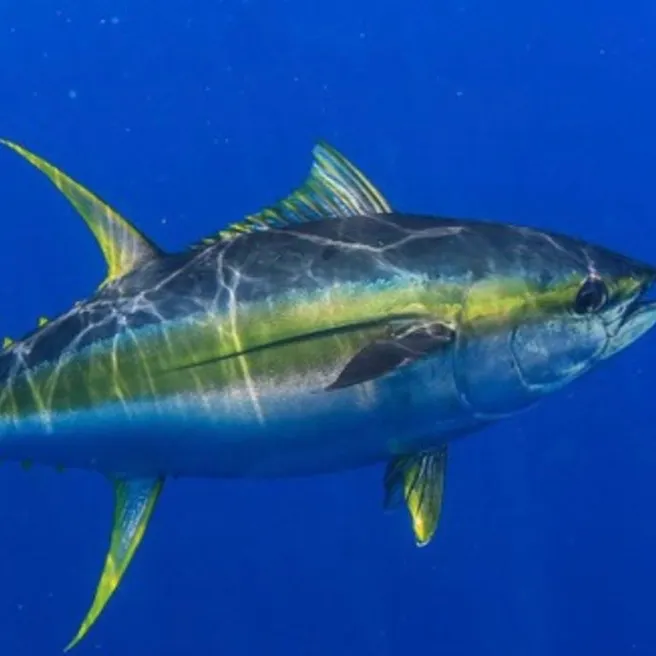 The most recent Yellowfin tuna catches on Fishbrain