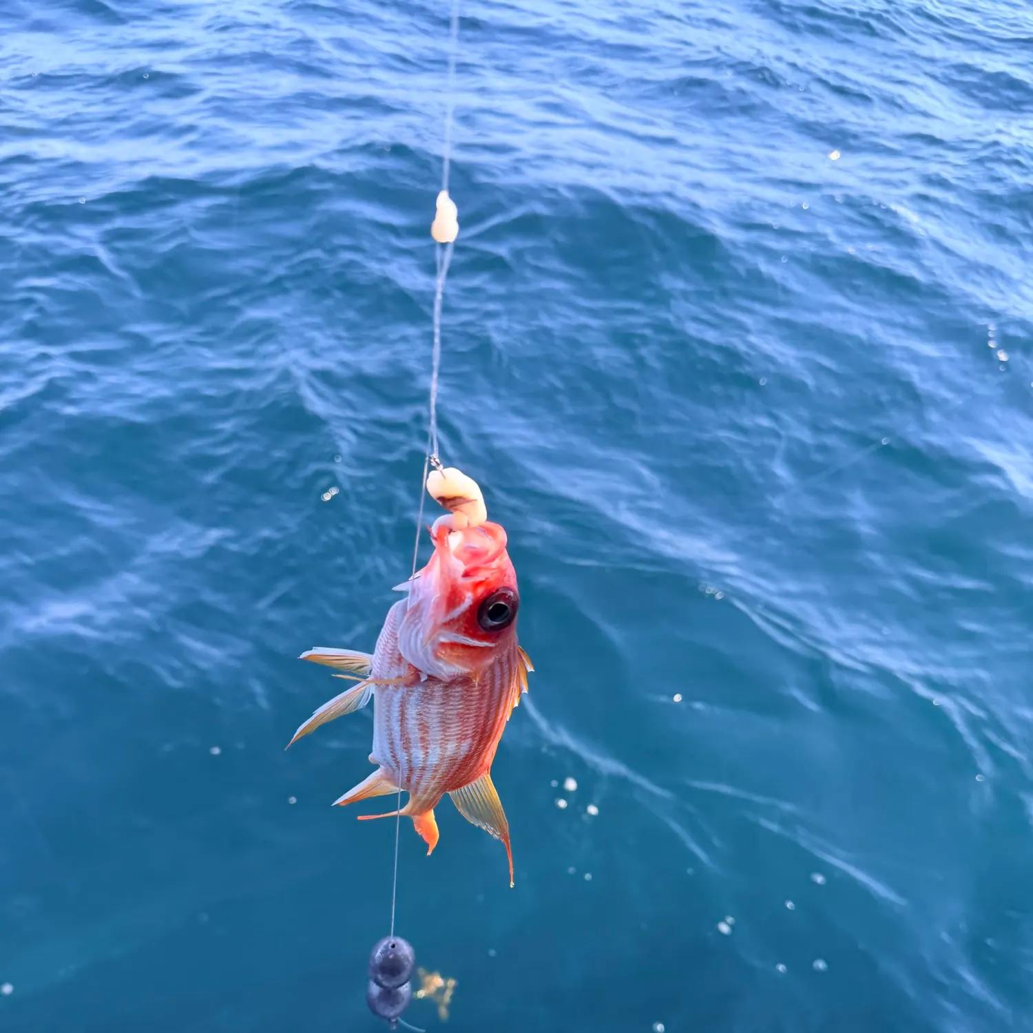 The most recent Common squirrelfish catches on Fishbrain