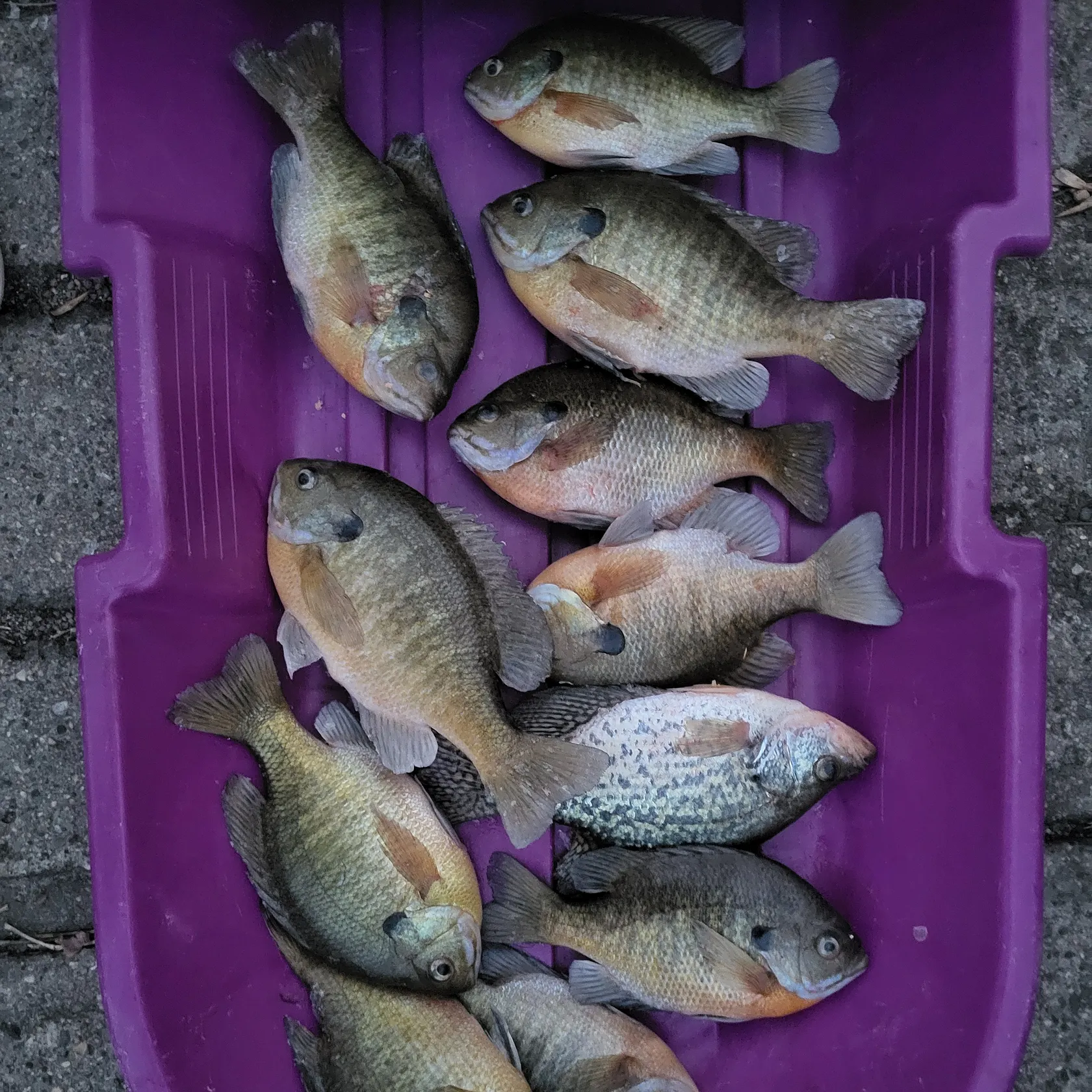 recently logged catches