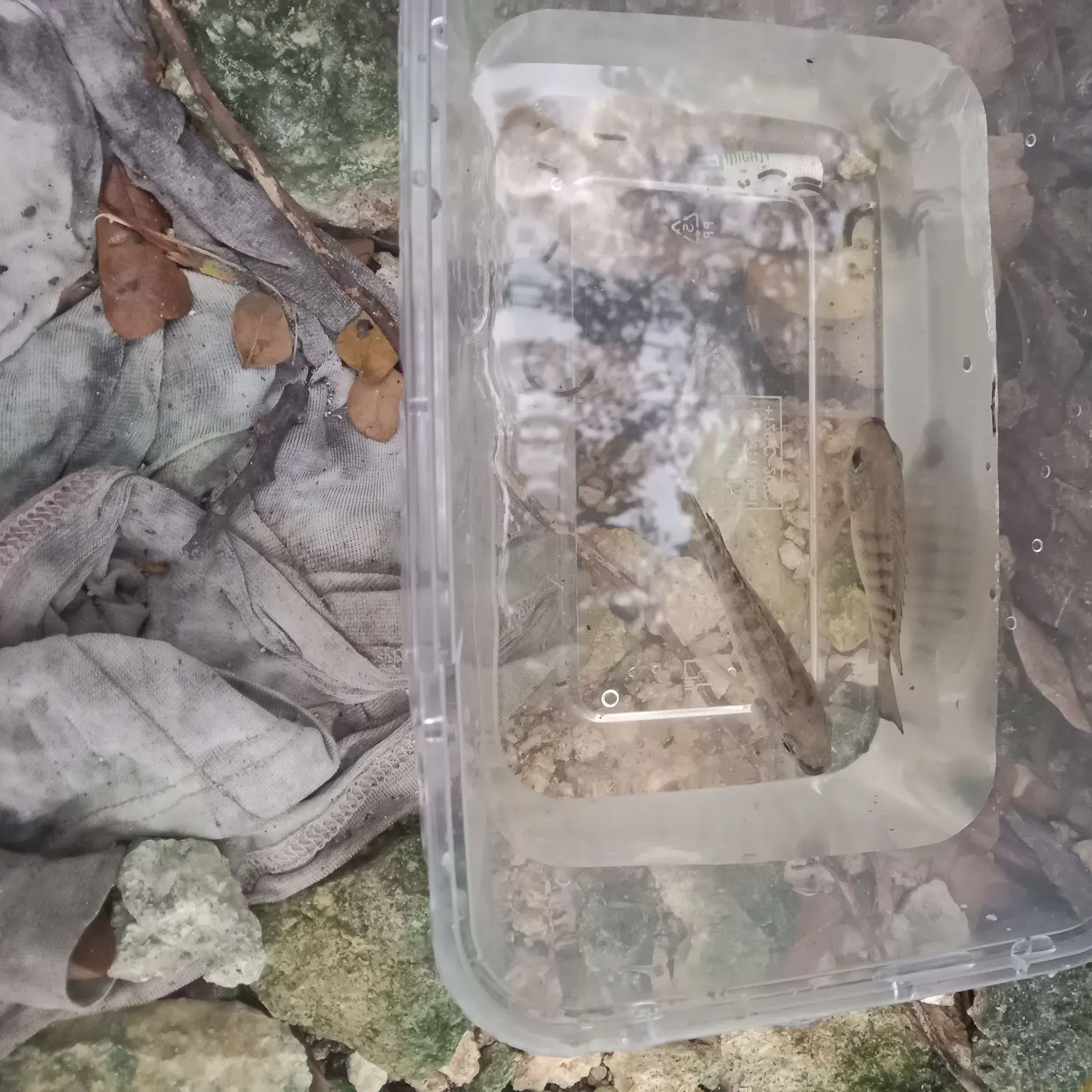 The most recent Nile tilapia catches on Fishbrain