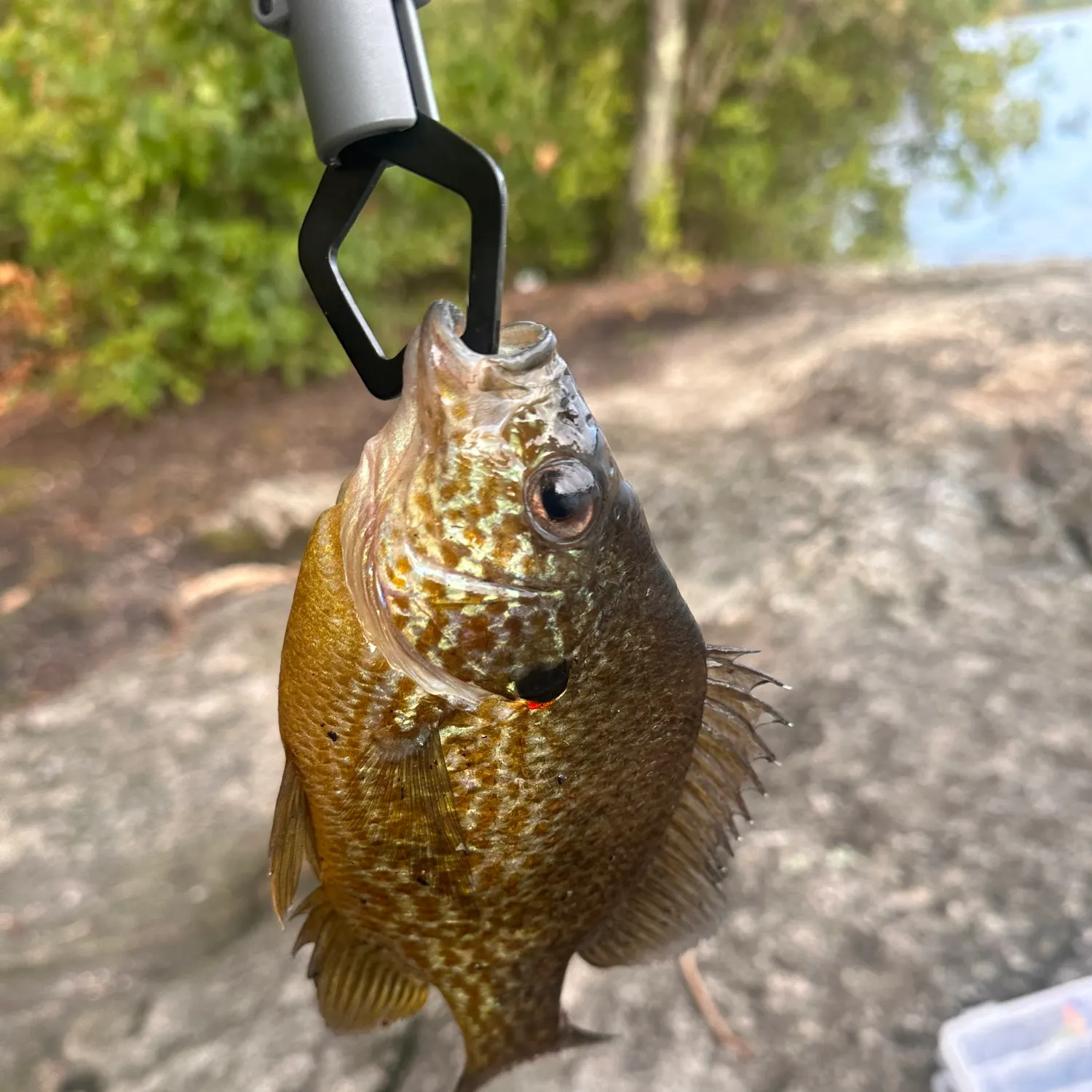 Fish caught on Fishbrain