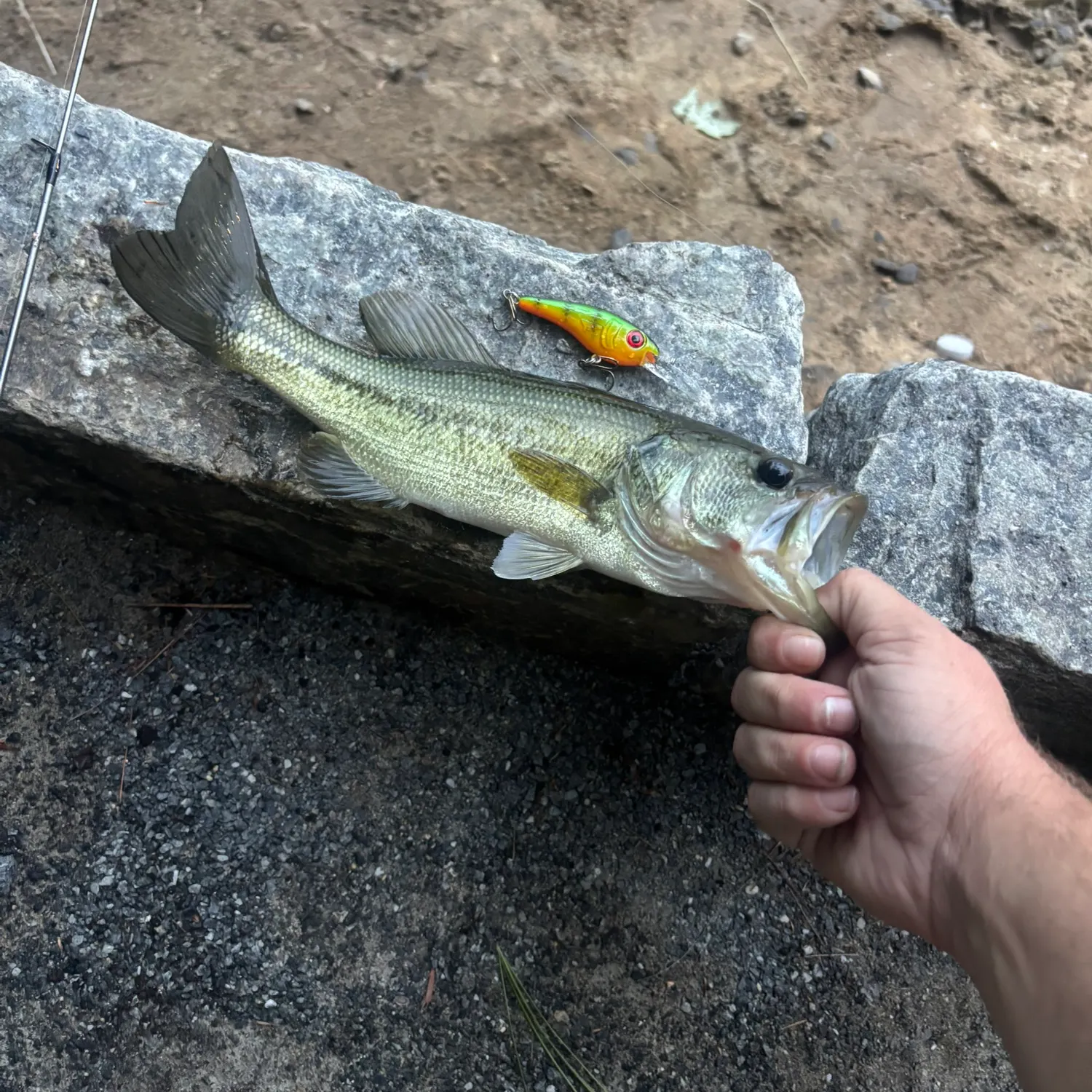 Largemouth bass caught on Fishbrain