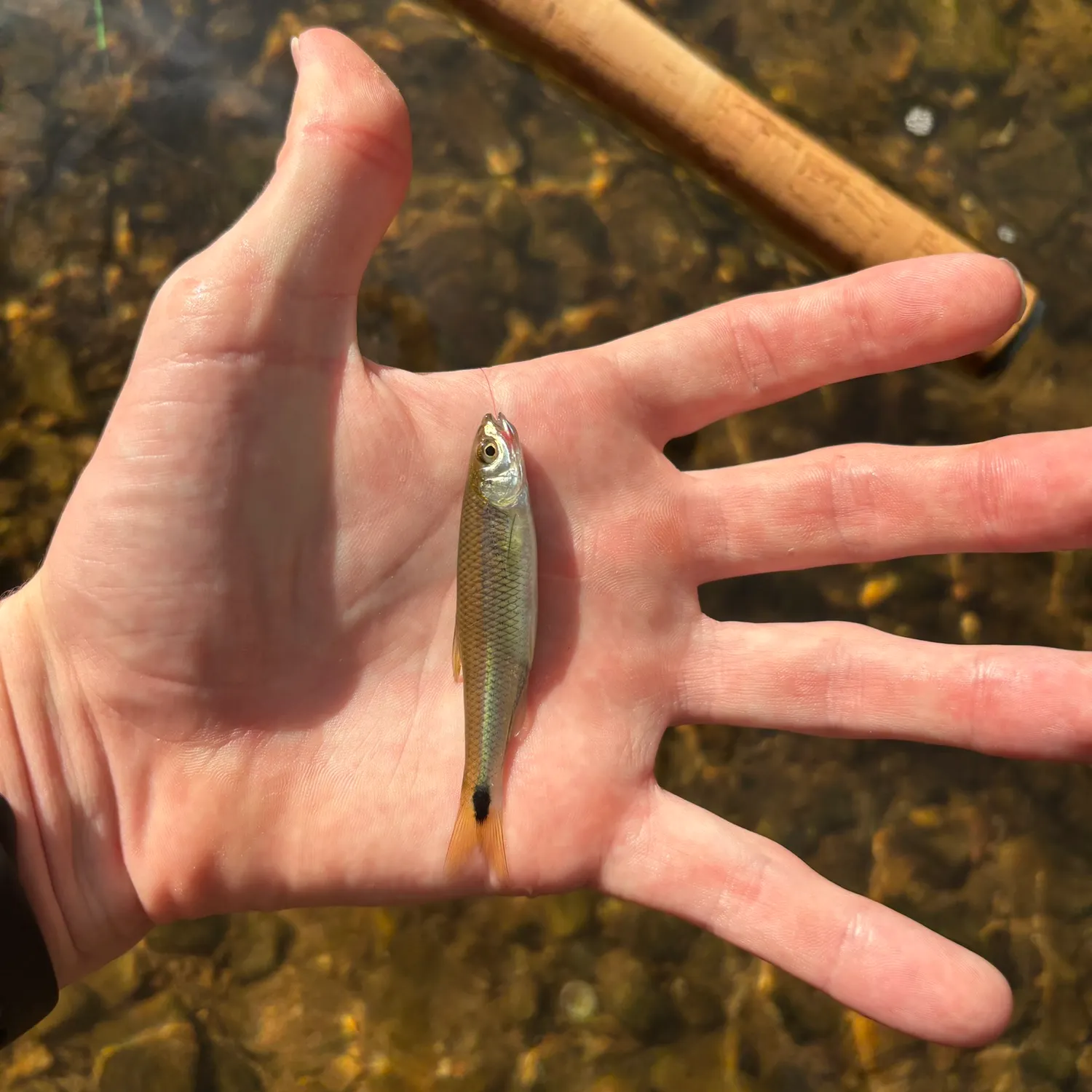 Slender blacktail shiner caught on Fishbrain