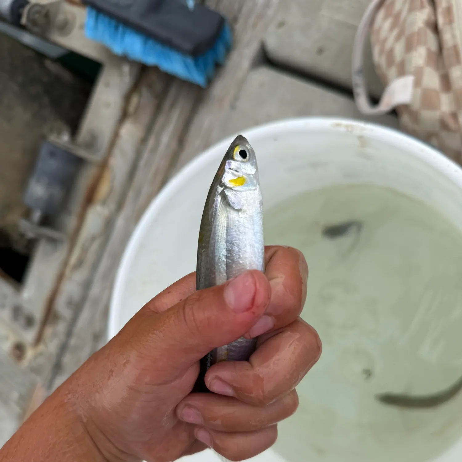 The most recent Topsmelt silverside catches on Fishbrain