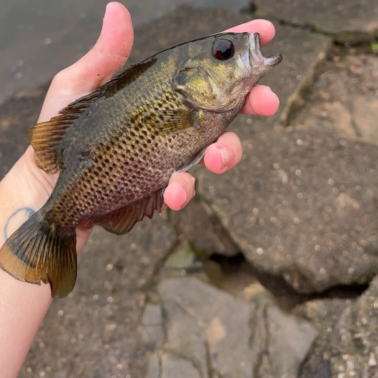 Rock bass caught on Fishbrain