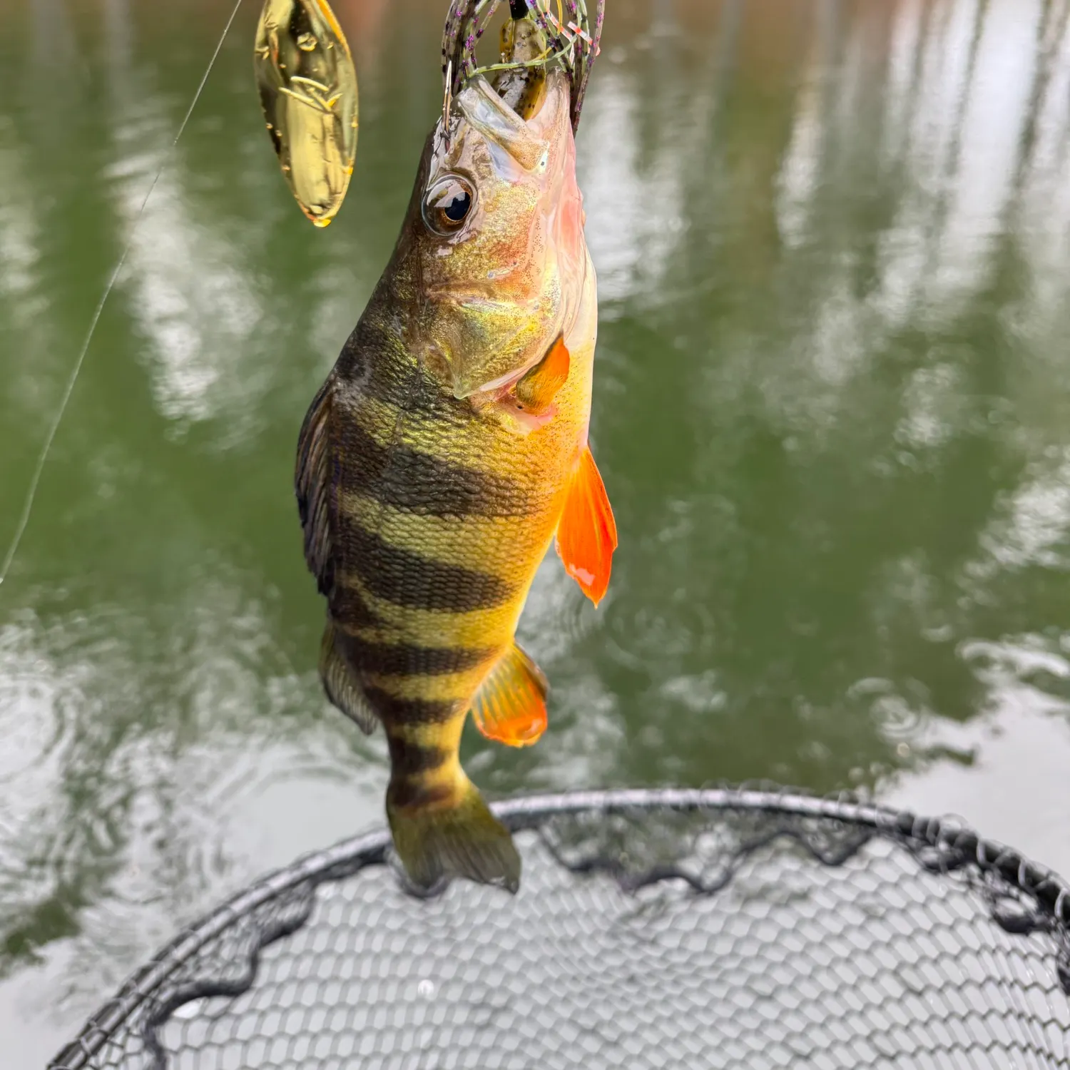 Yellow perch caught on Fishbrain