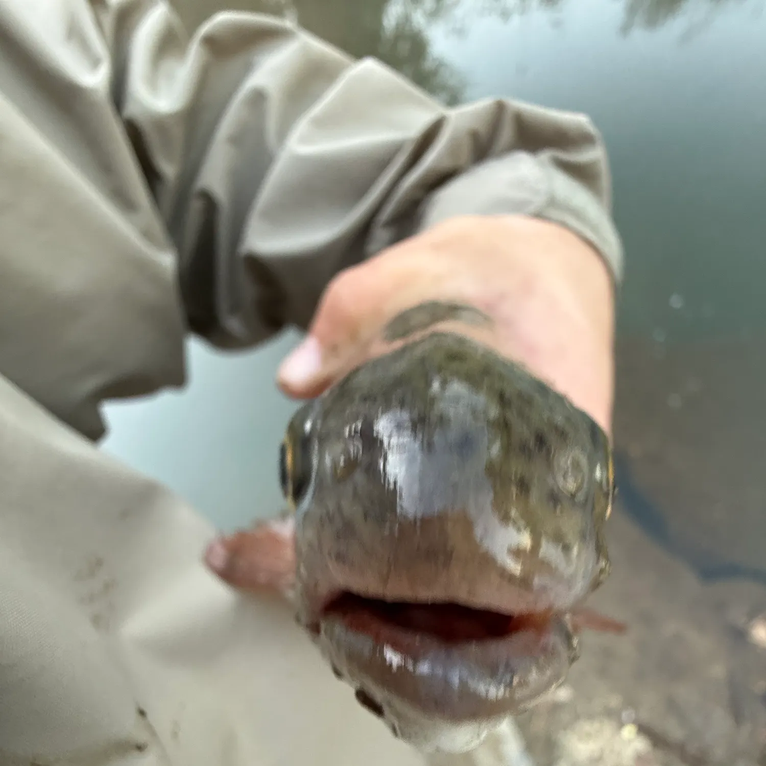 Rainbow trout caught on Fishbrain