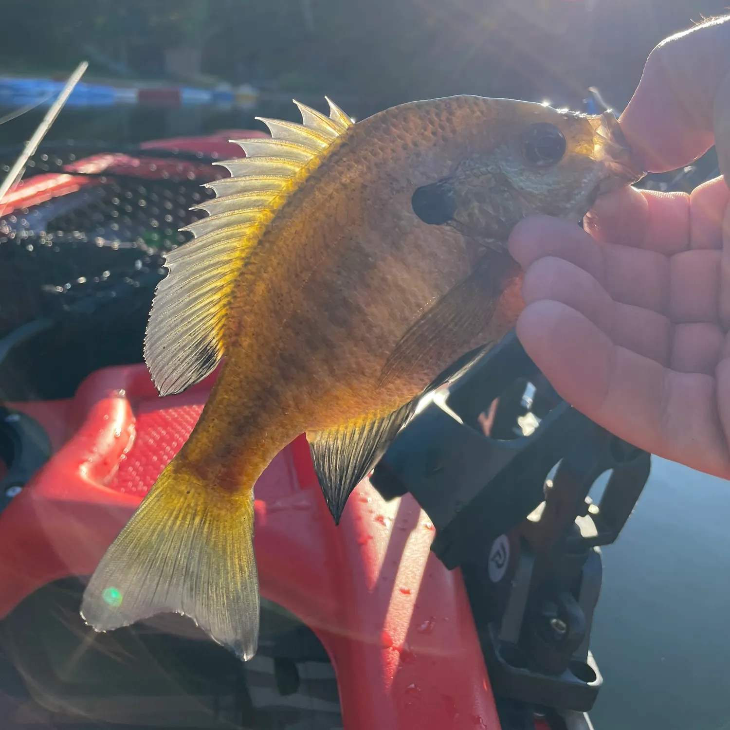 Bluegill caught on Fishbrain