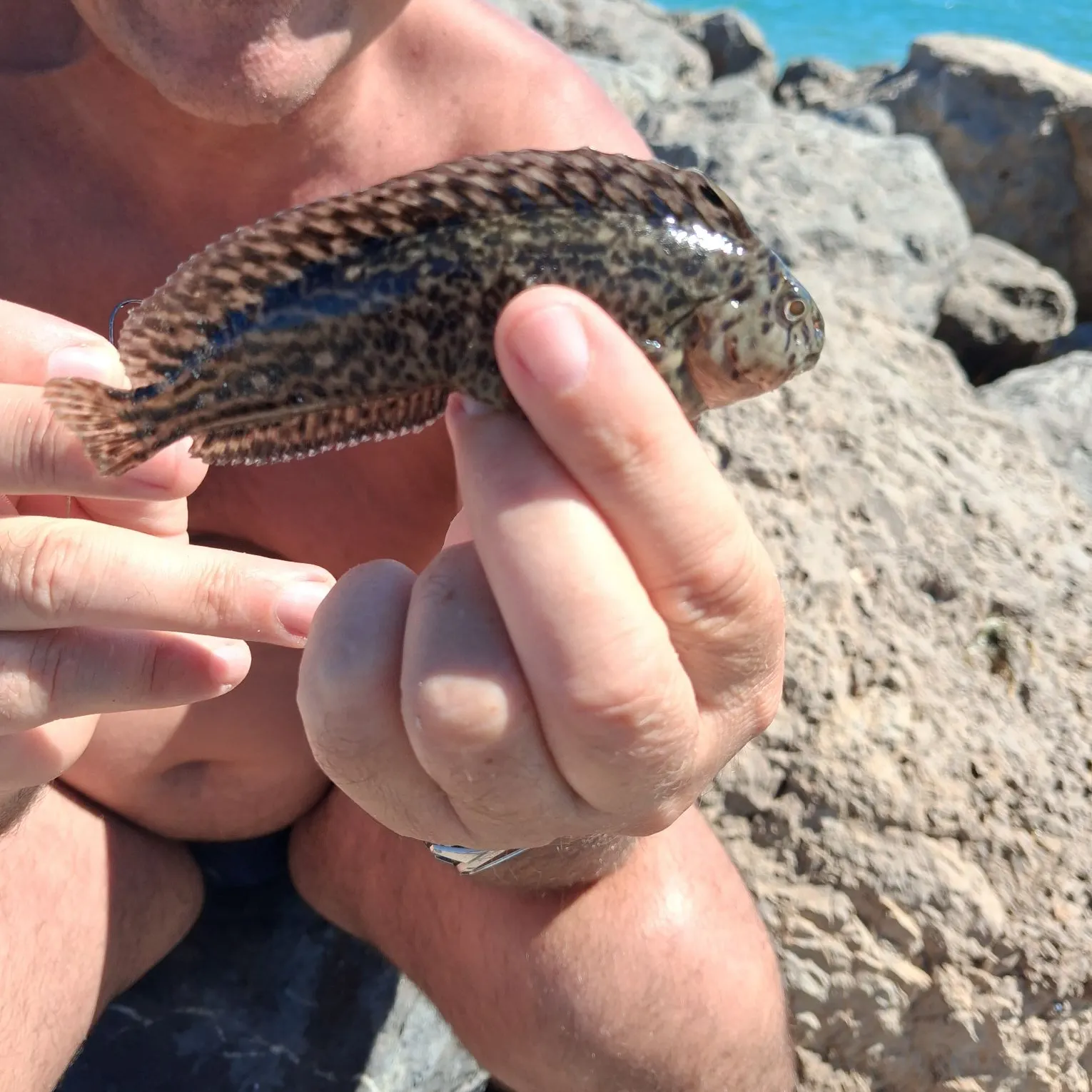 The most recent Rock hind catches on Fishbrain