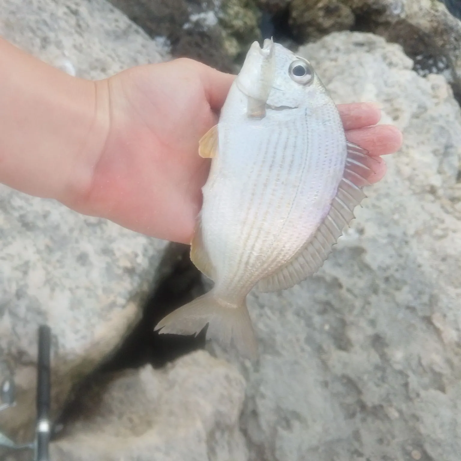 The most recent Goldlined seabream catches on Fishbrain