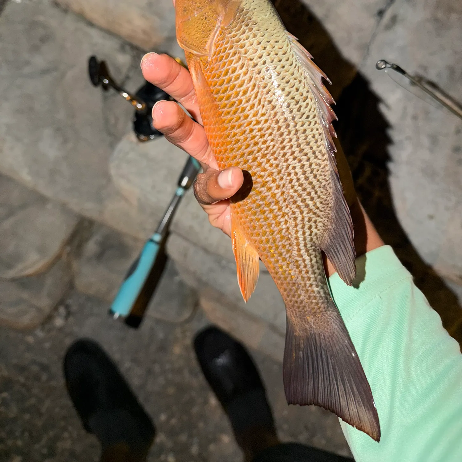 recently logged catches