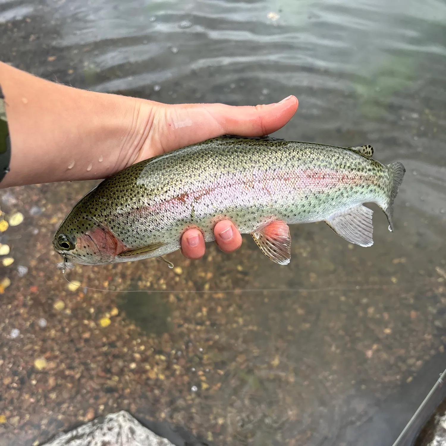 Cutbow caught on Fishbrain