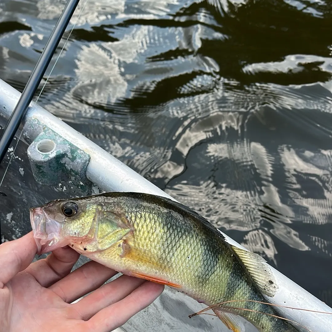 Yellow perch caught on Fishbrain