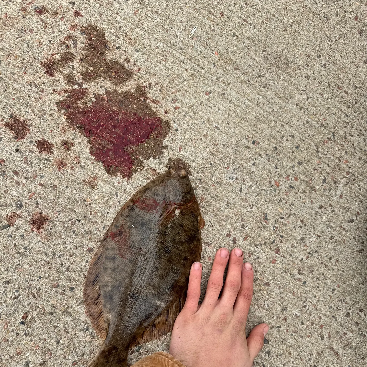 The most recent Winter flounder catches on Fishbrain