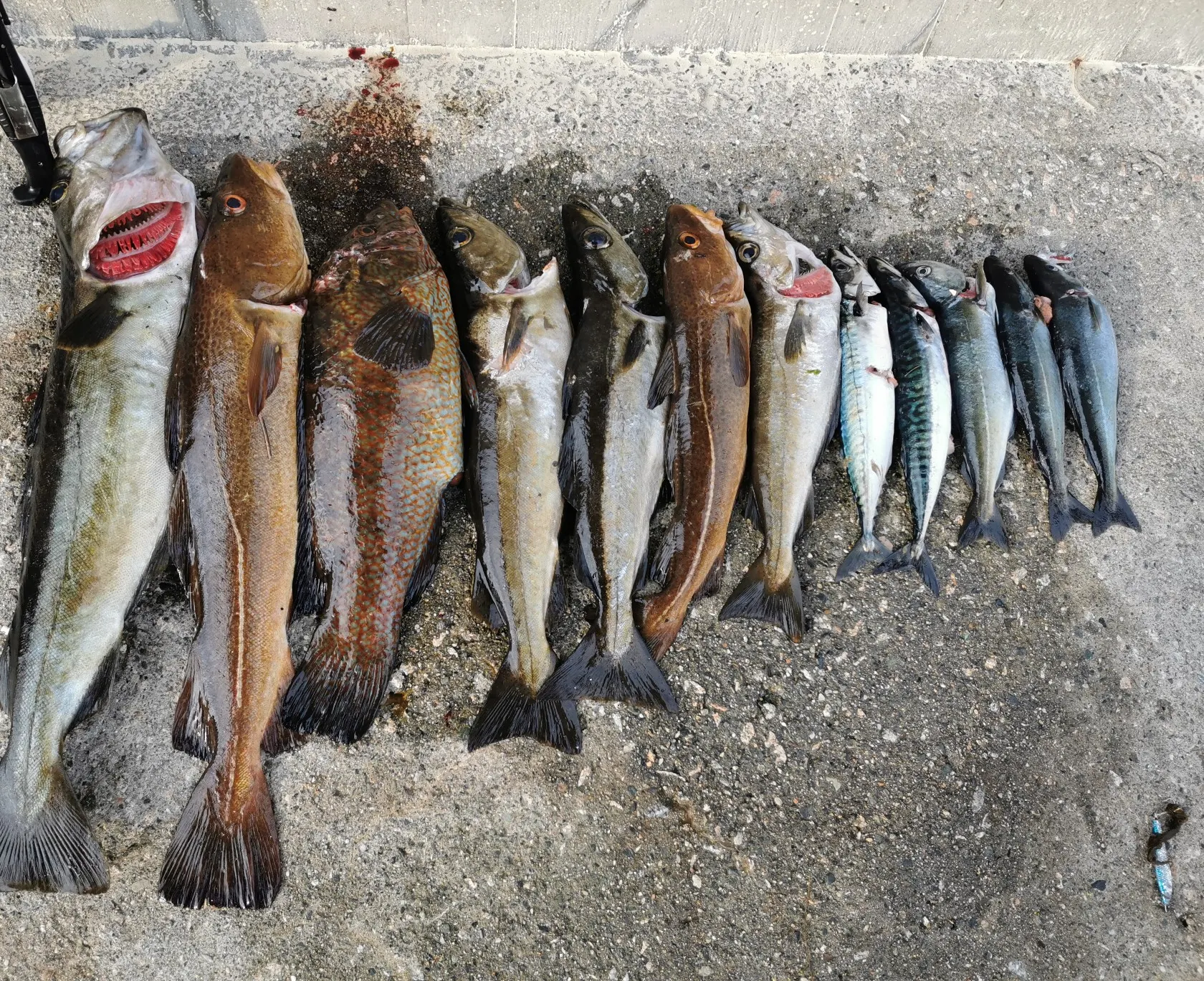 recently logged catches