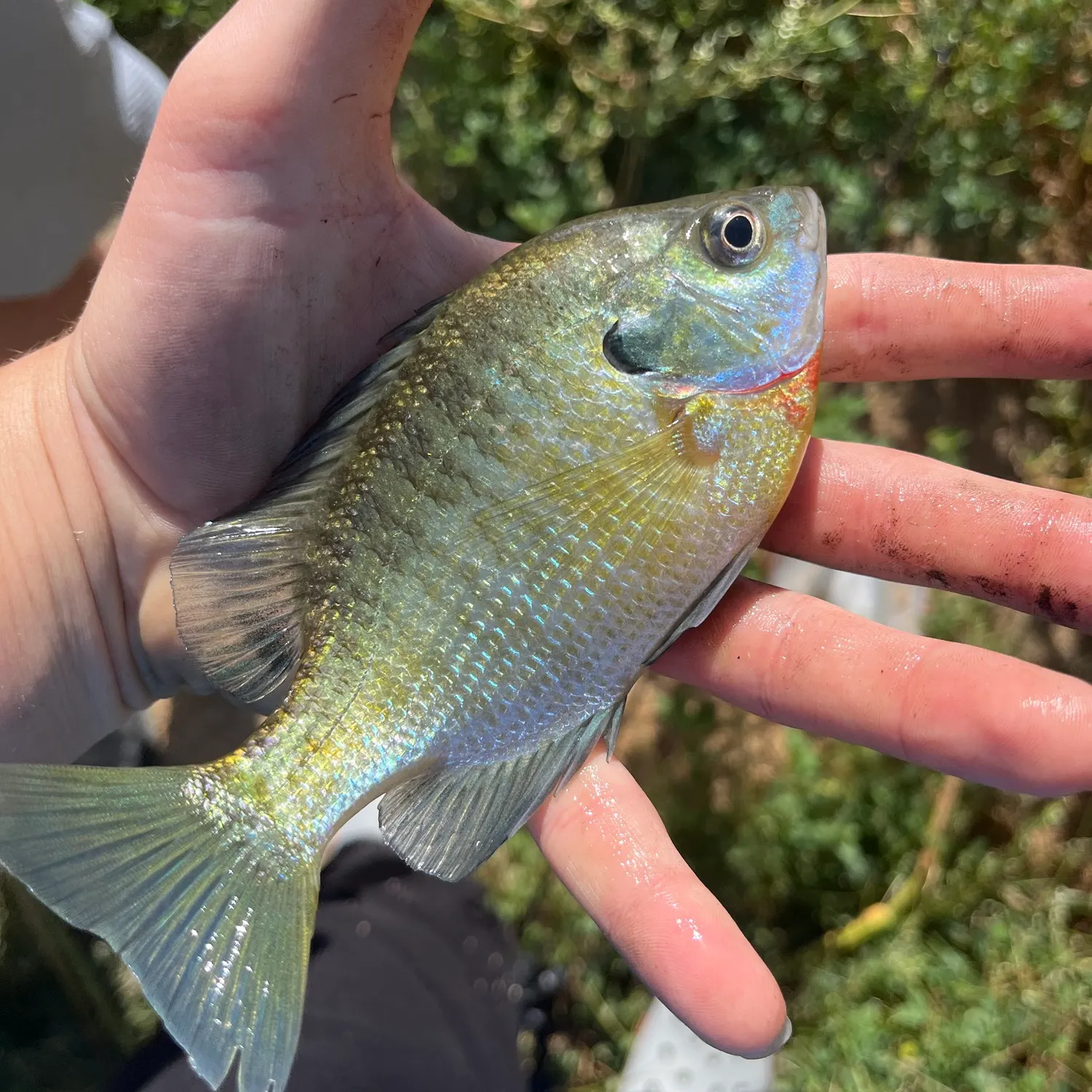 Bluegill caught on Fishbrain