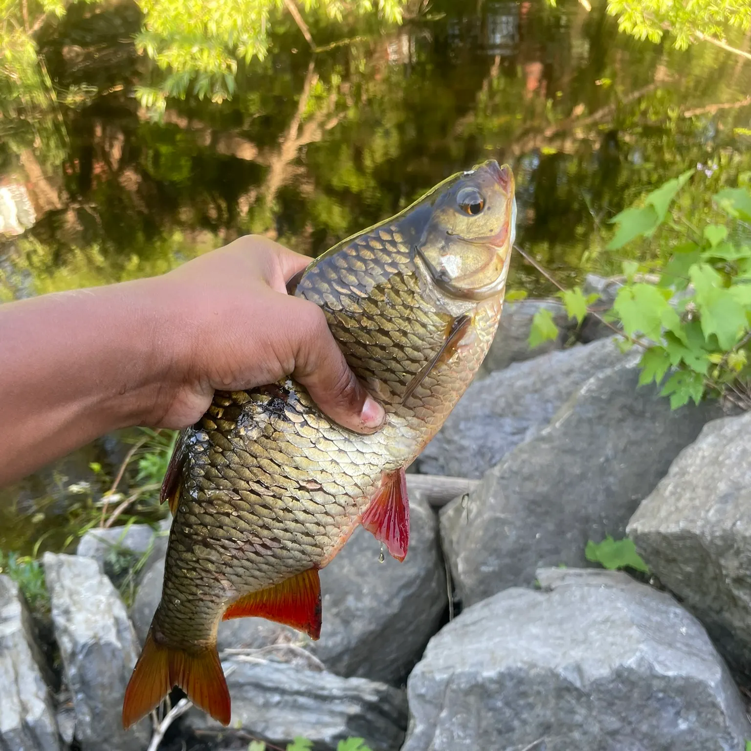 The most recent Common rudd catches on Fishbrain