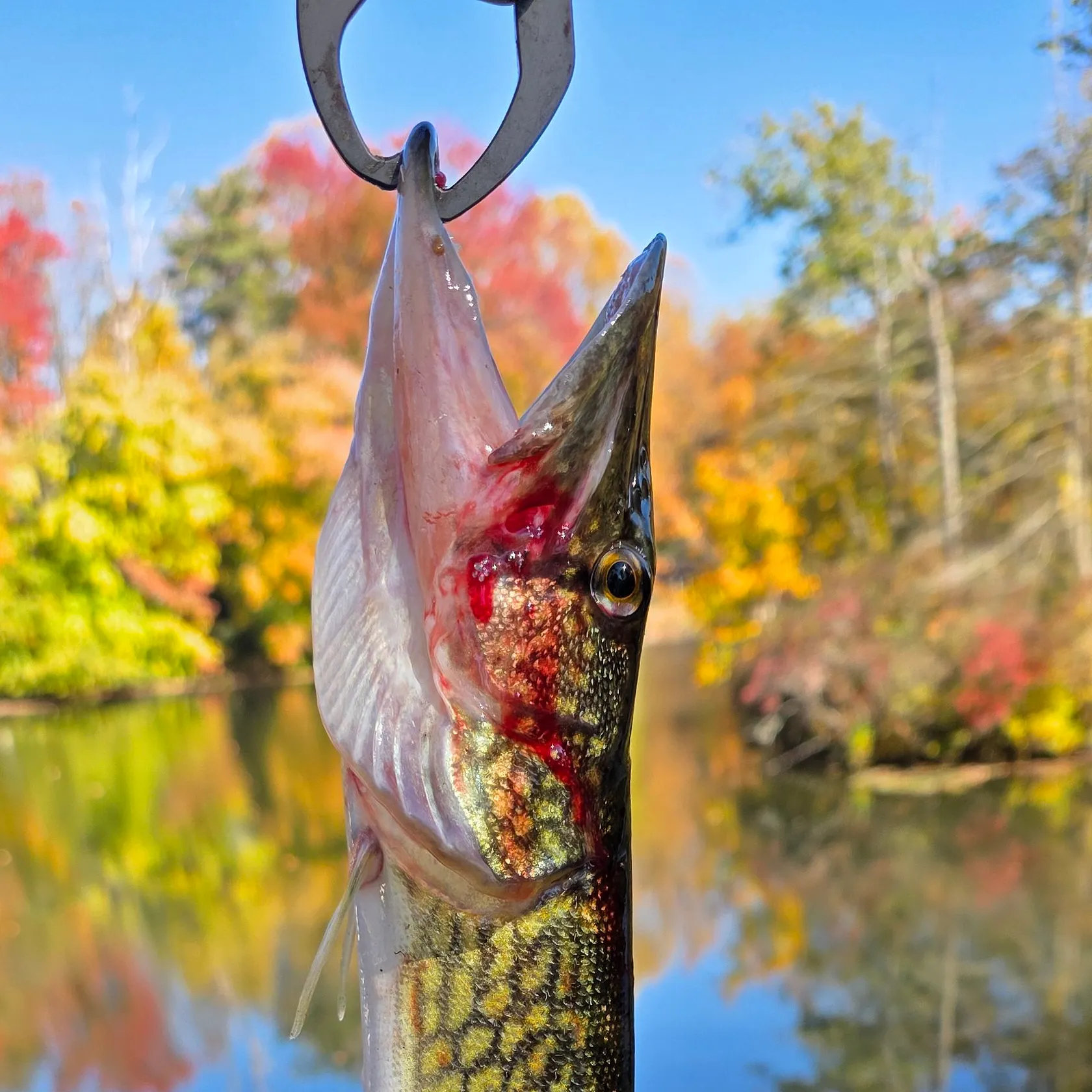 Chain pickerel caught on Fishbrain