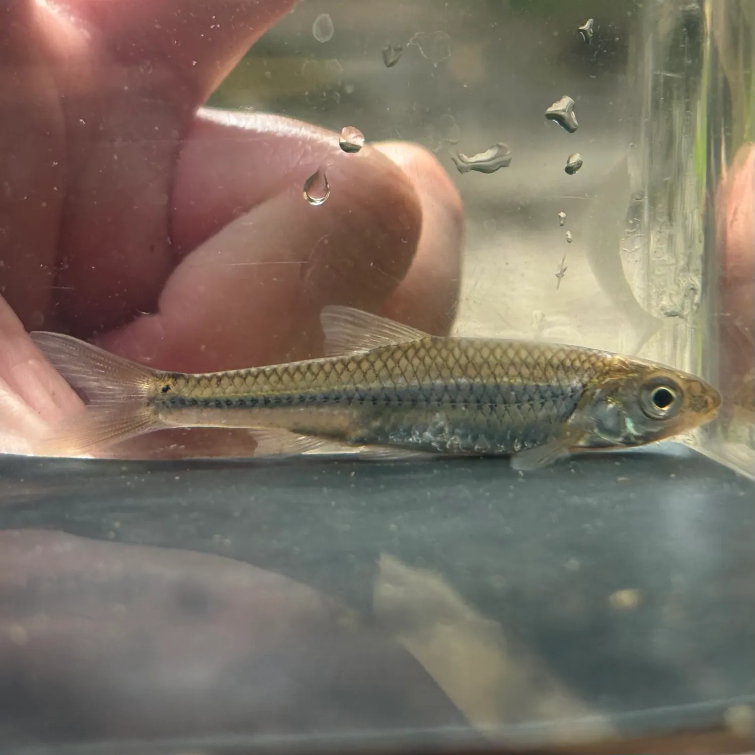The most recent Sand shiner catches on Fishbrain