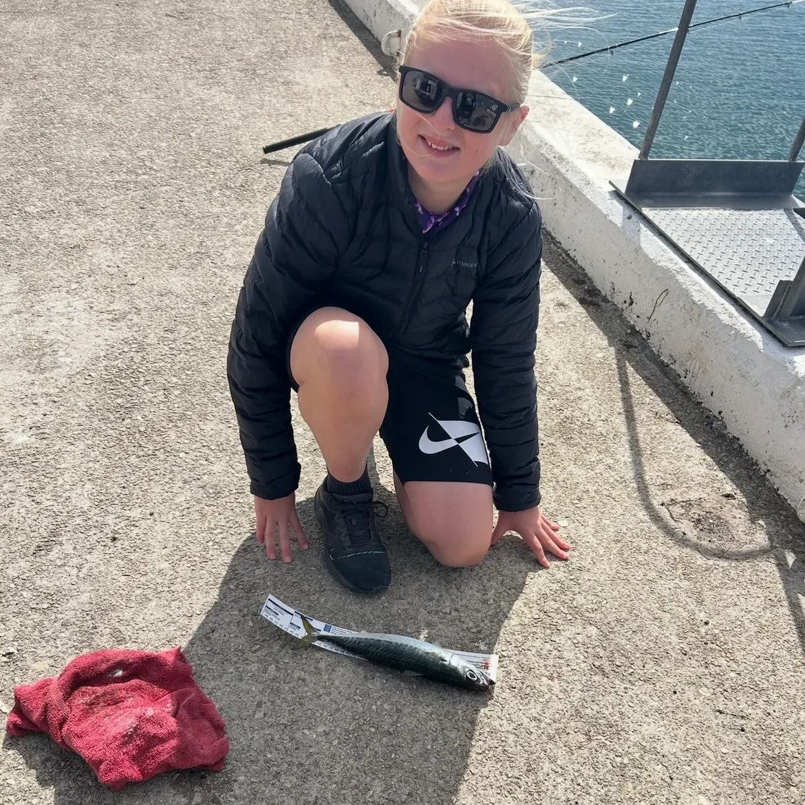 The most recent Blue mackerel catches on Fishbrain