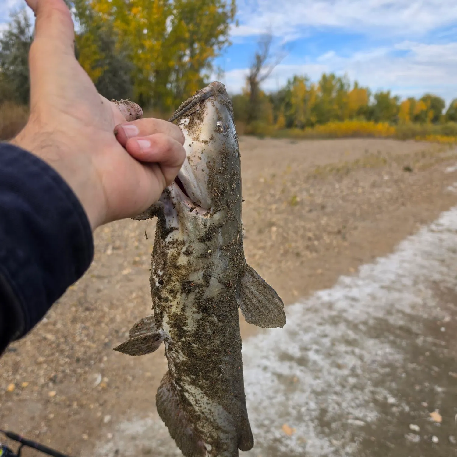 Channel catfish caught on Fishbrain