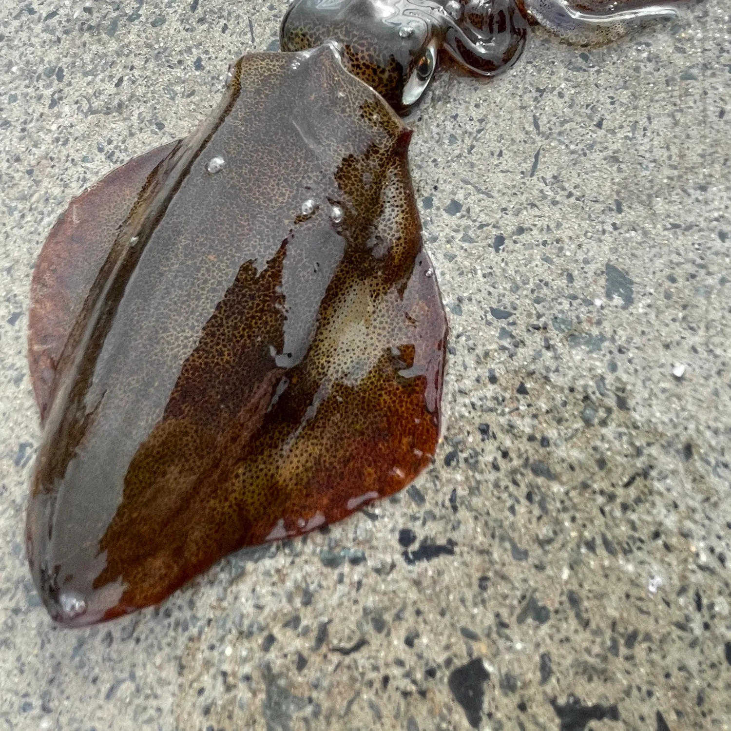 Southern calamari caught on Fishbrain