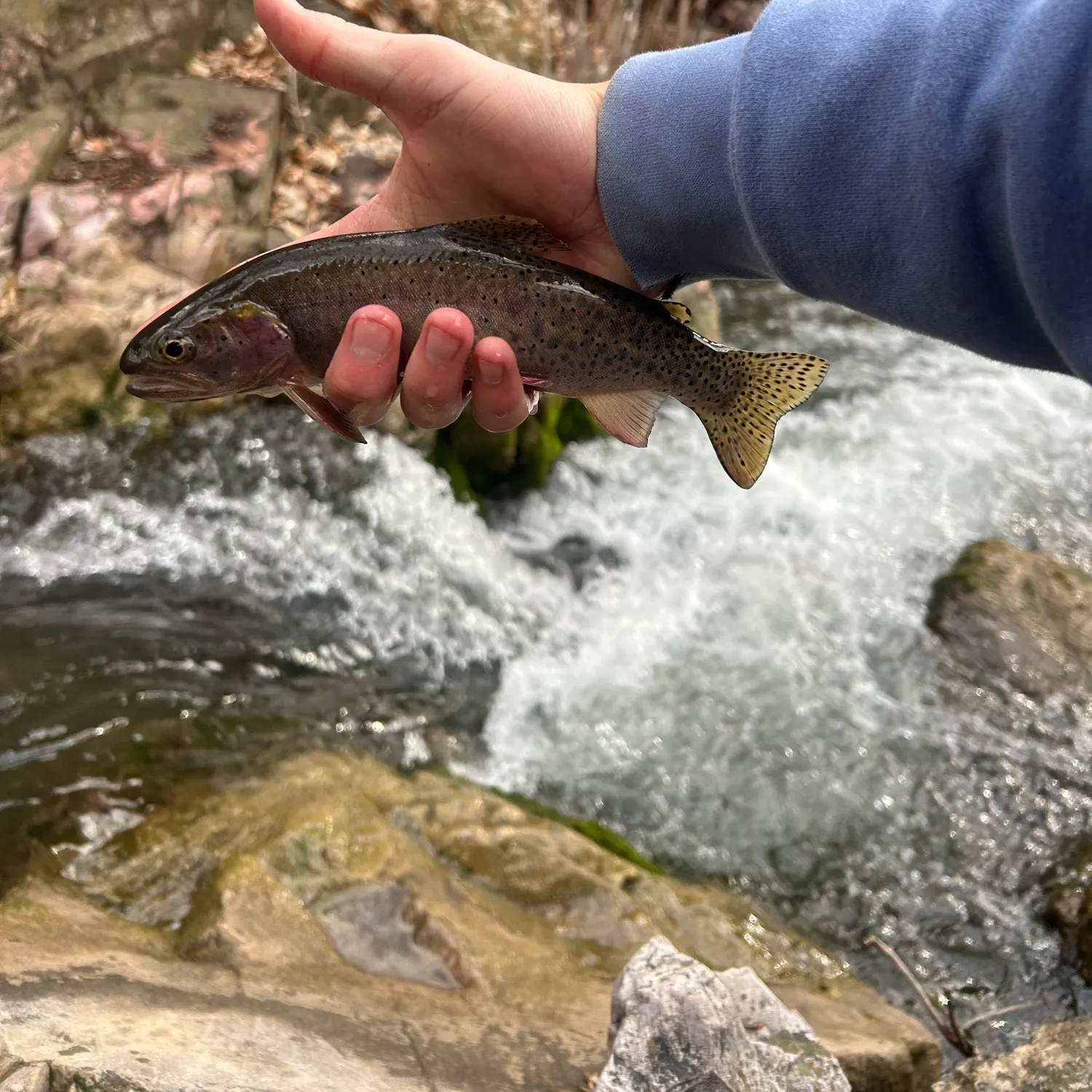 The most recent Bonneville cutthroat trout catches on Fishbrain