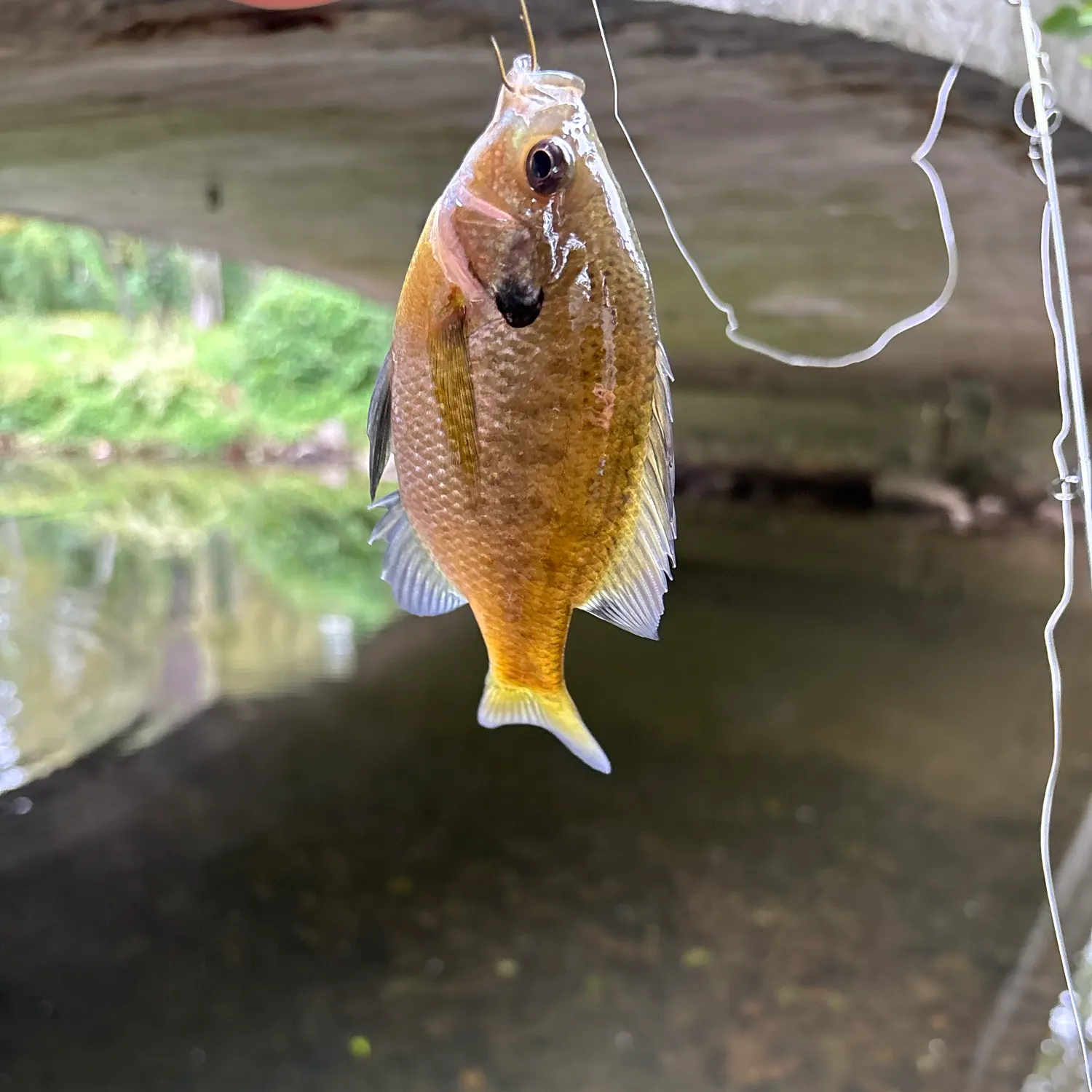 Bluegill caught on Fishbrain