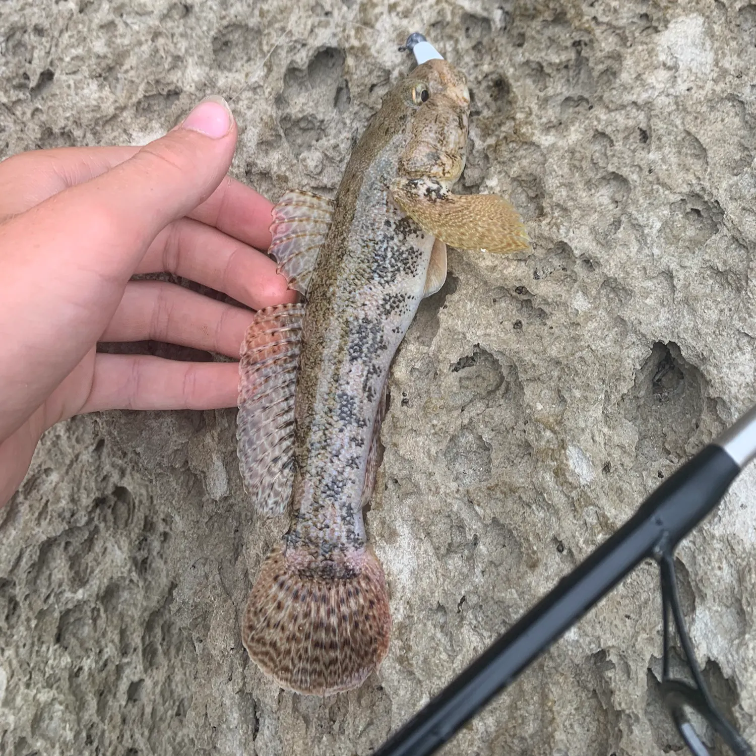 Round goby caught on Fishbrain