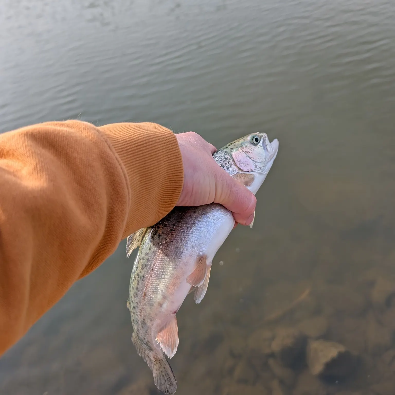 The most recent Atlantic pollock catches on Fishbrain