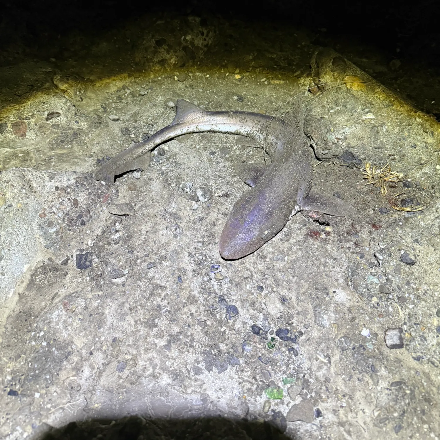 The most recent Pacific spiny dogfish catches on Fishbrain