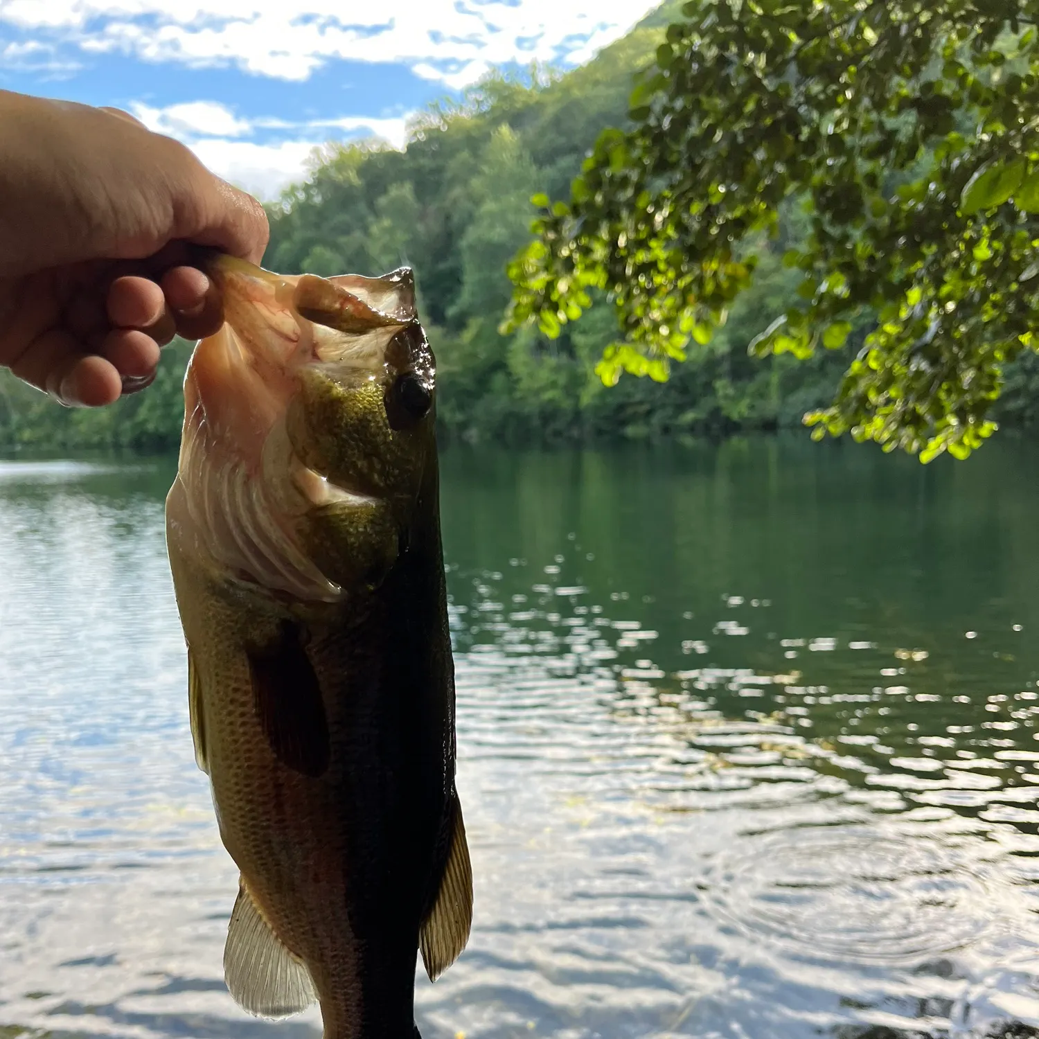 Largemouth bass caught on Fishbrain