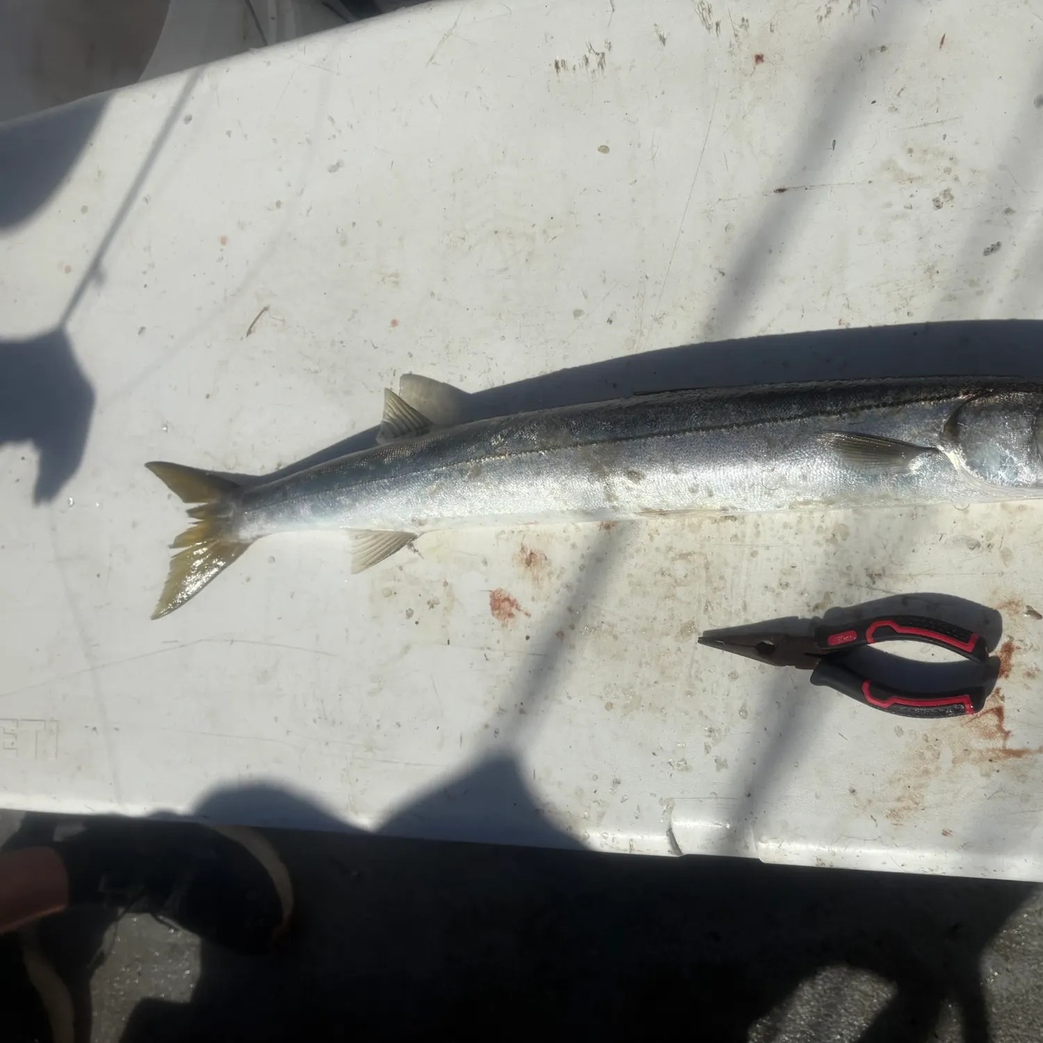 Pacific barracuda caught on Fishbrain