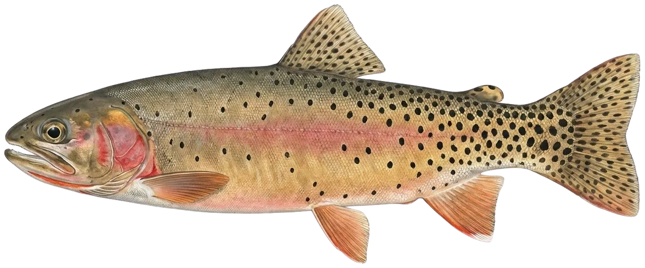 Yellowstone cutthroat trout