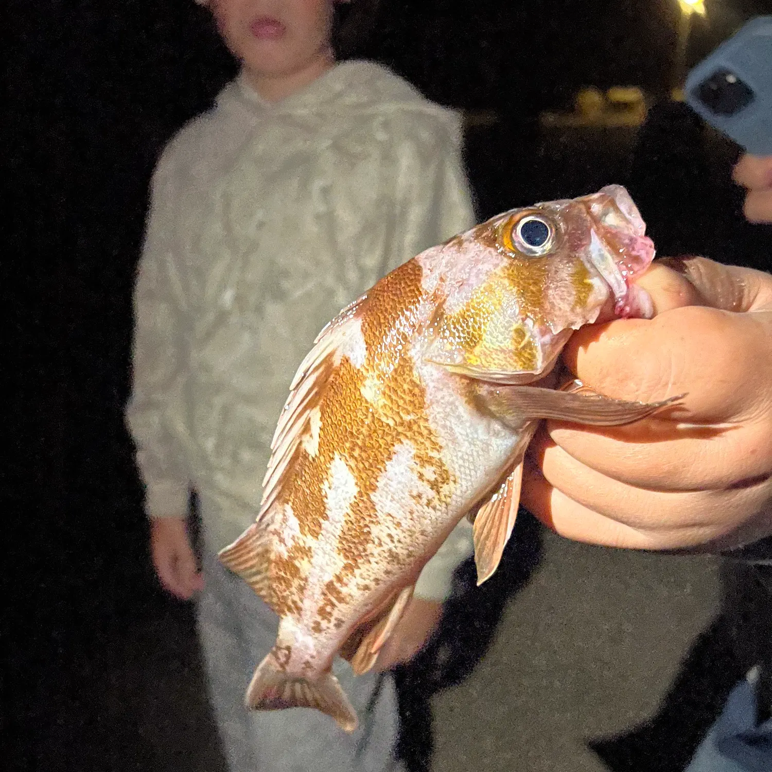 Copper rockfish caught on Fishbrain