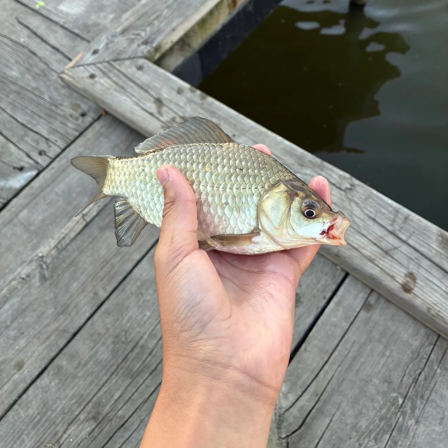 F1 carp caught on Fishbrain