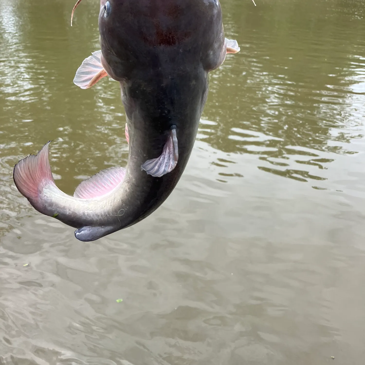 The most recent White bullhead catches on Fishbrain