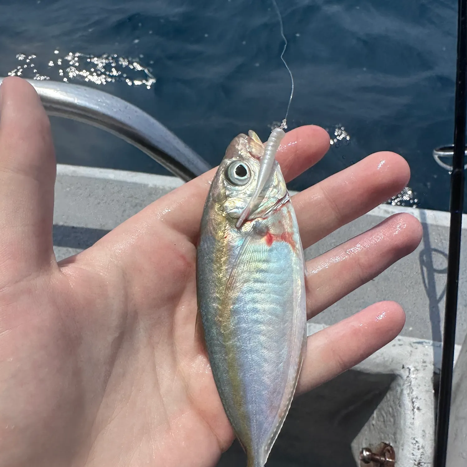 The most recent Yellowstripe scad catches on Fishbrain