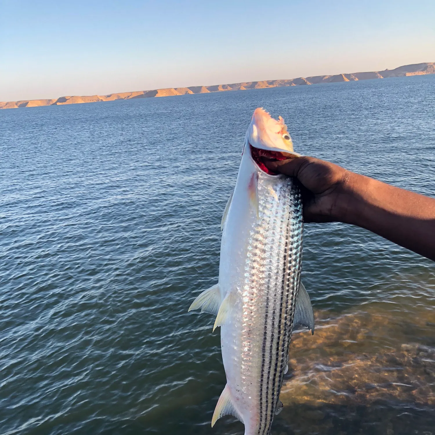 The most recent Nile perch catches on Fishbrain