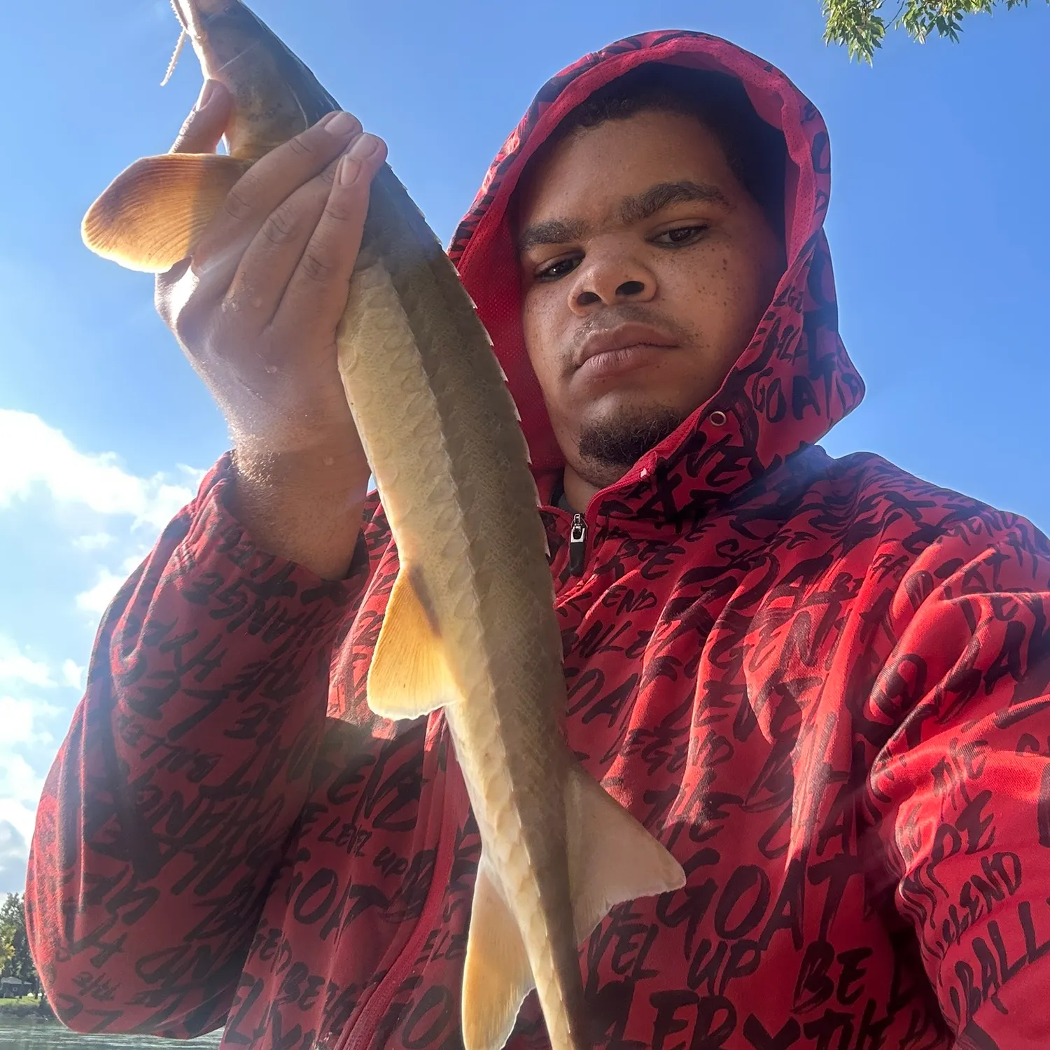 The most recent Shovelnose sturgeon catches on Fishbrain